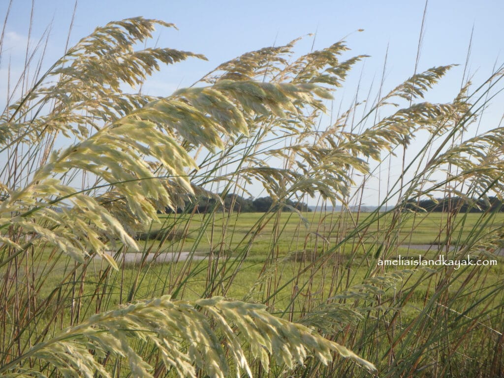 Amelia Island Kayak Excursions Sea Oats